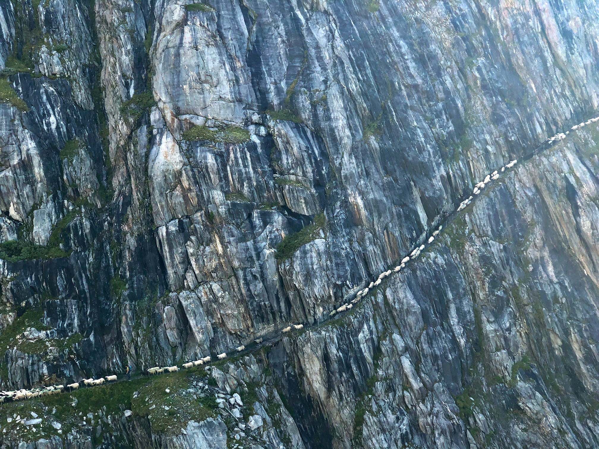 Désalpe des moutons à Belalp